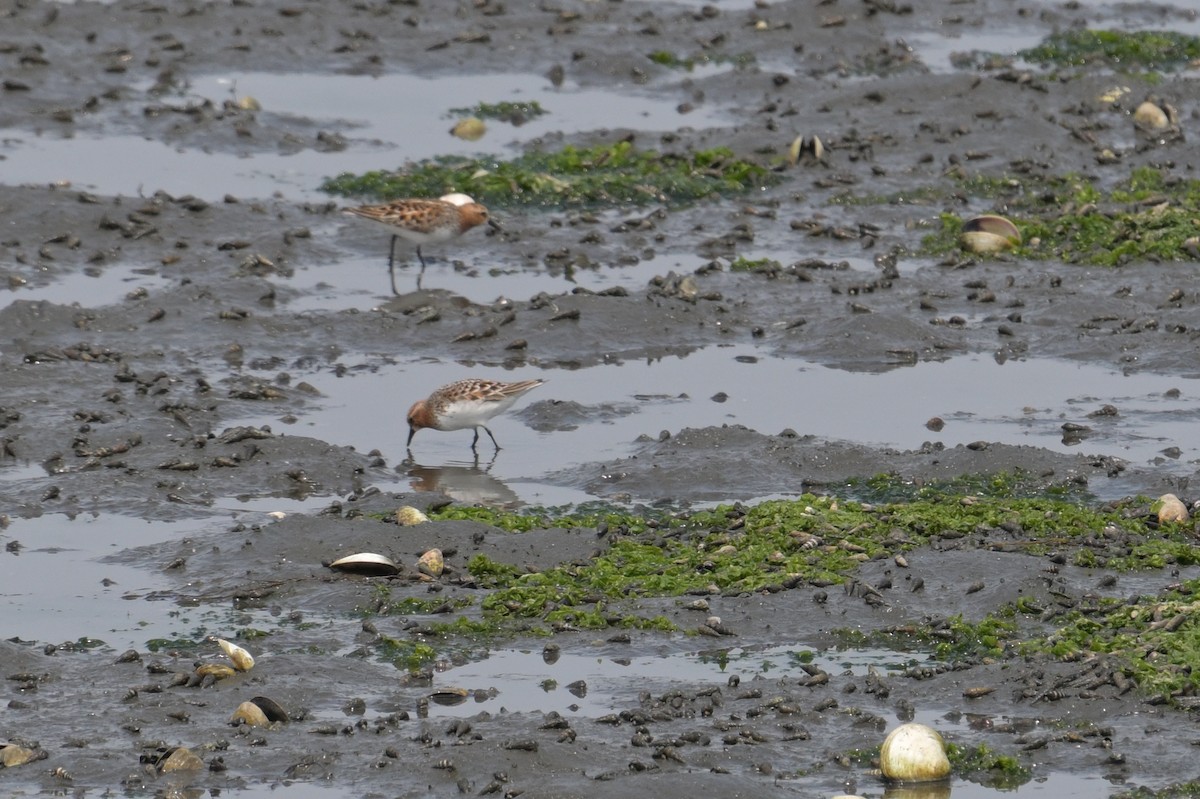 Red-necked Stint - ML637490224
