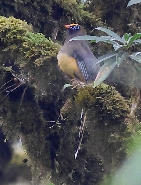 Ward's Trogon - ML637490246