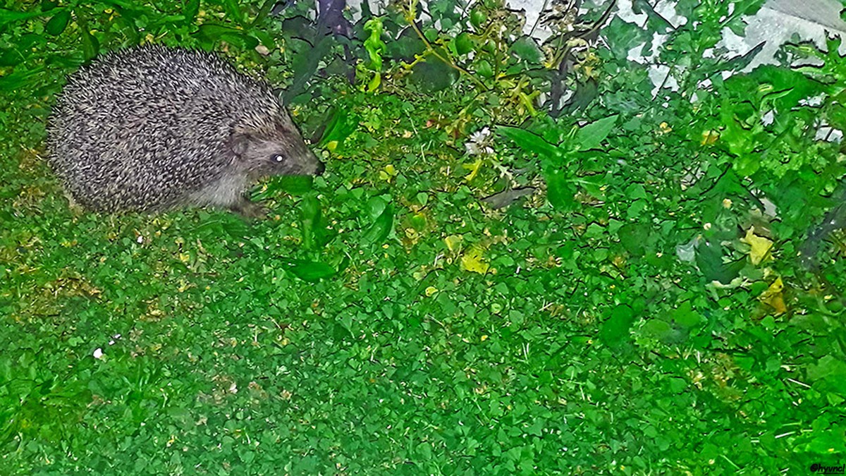 Southern White-breasted Hedgehog - ML637490265