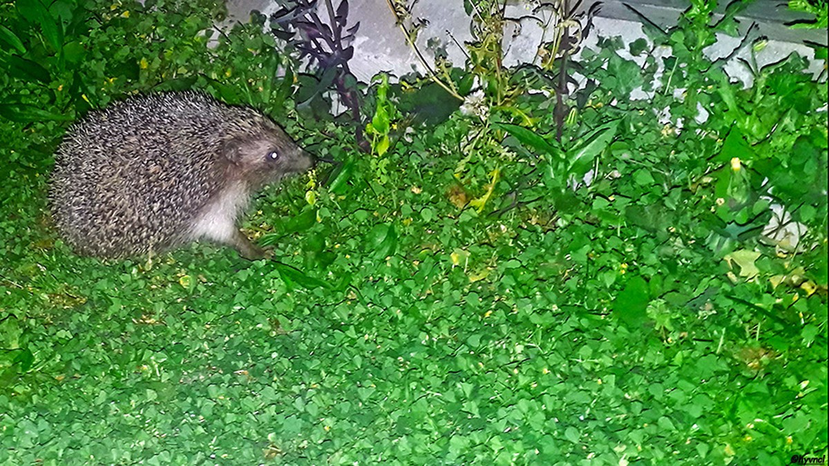Southern White-breasted Hedgehog - ML637490266