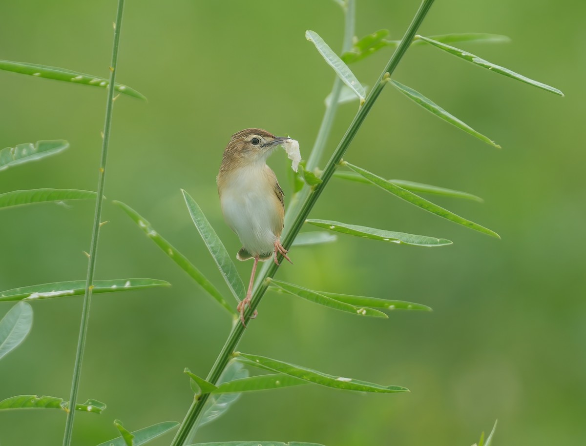 Zitting Cisticola - ML637490267