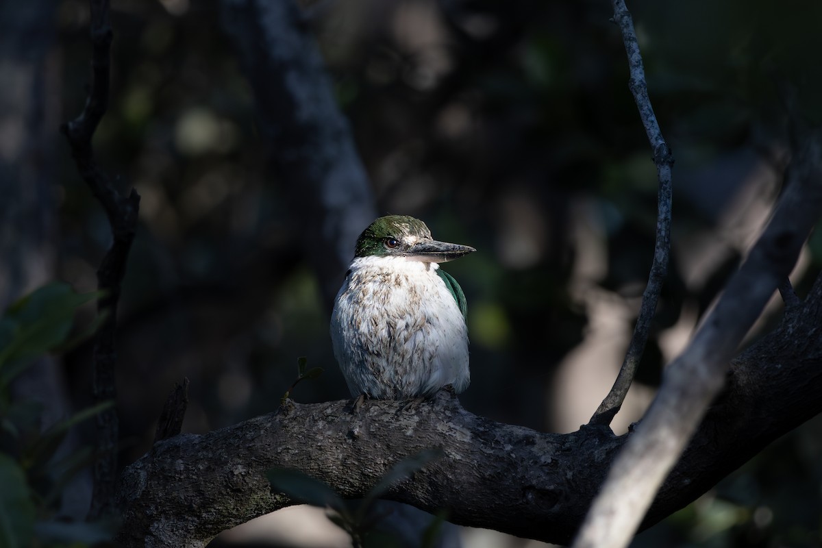 Torresian Kingfisher - ML637490278