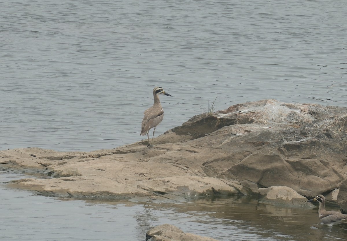 Great Thick-knee - ML637490280