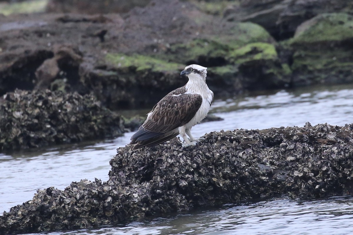 Osprey (Australasian) - ML637490281