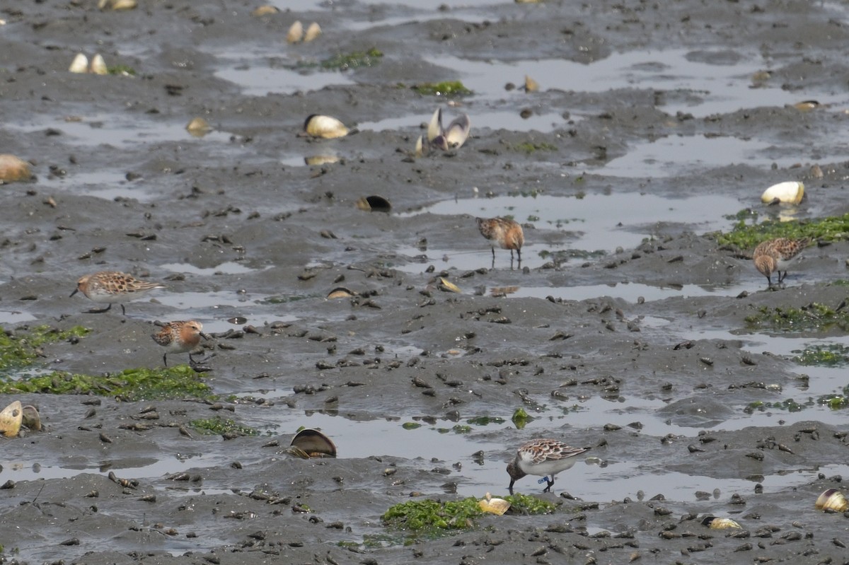 Red-necked Stint - ML637490283