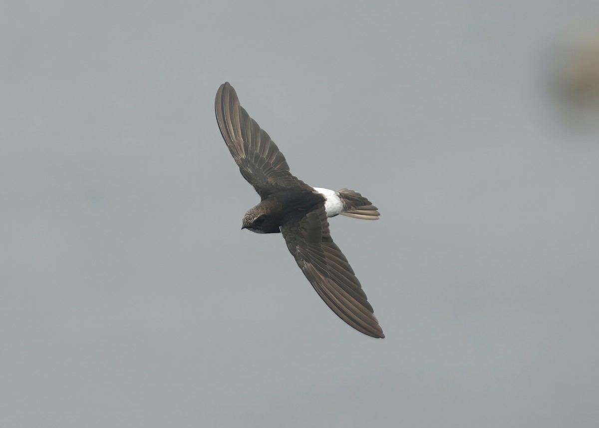 Little Swift - ML637490284