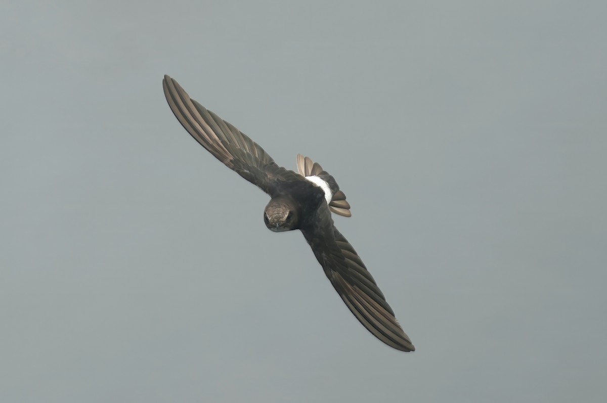 Little Swift - ML637490285