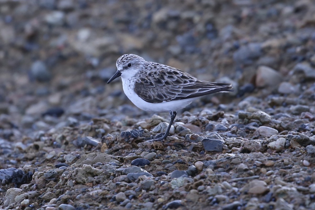 Red-necked Stint - ML637490310