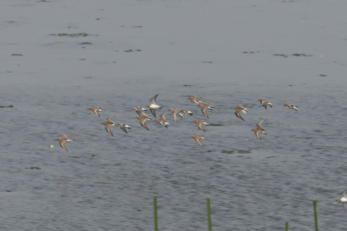 Red-necked Stint - ML637490328