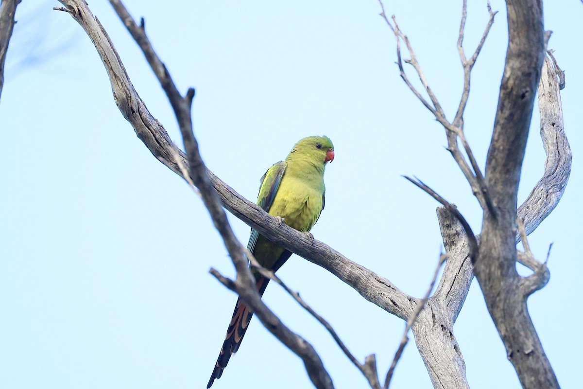 Regent Parrot - ML637490333