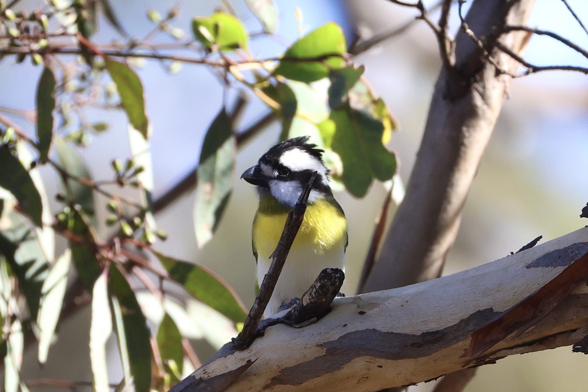 Western Shrike-tit - ML637490343