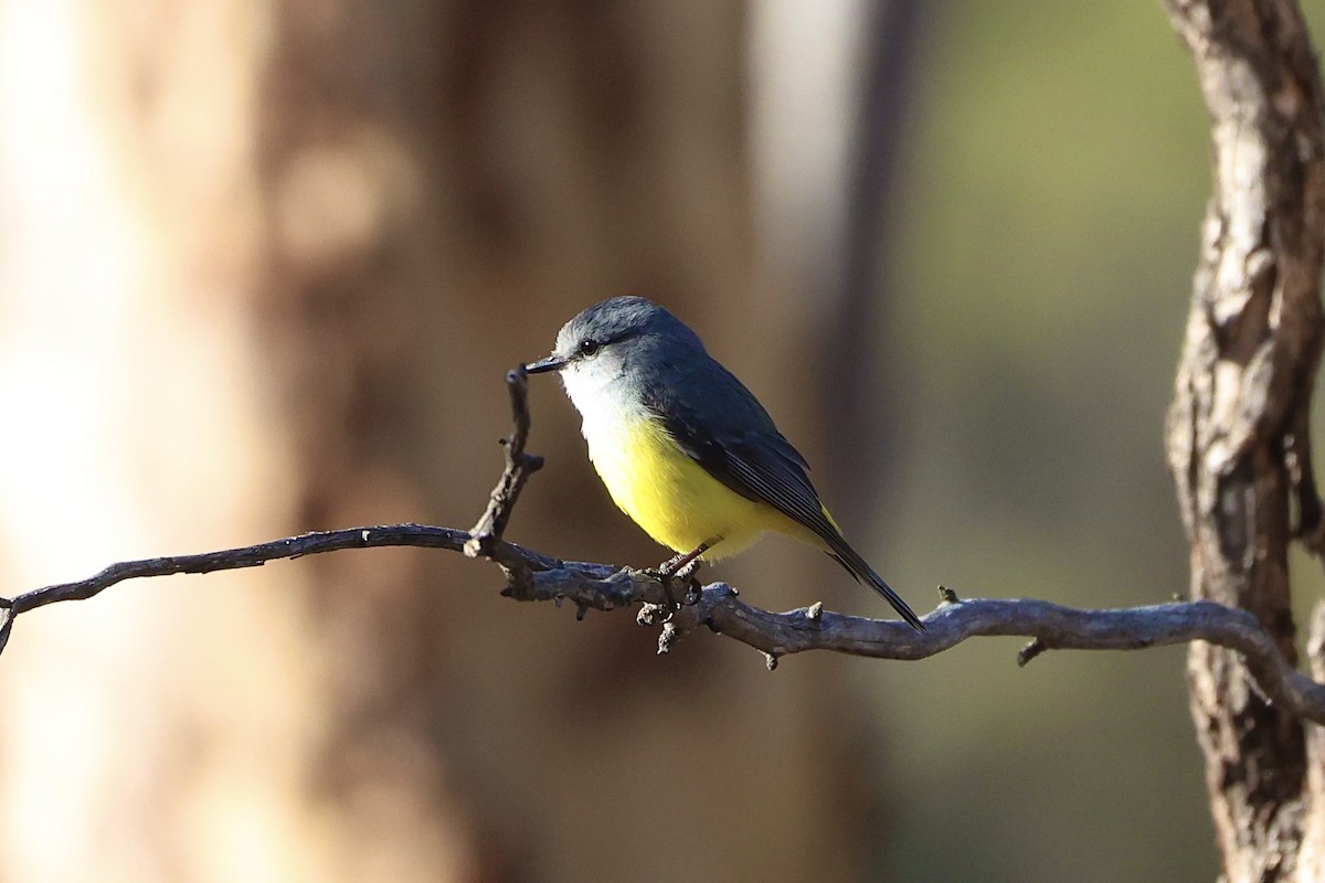 Western Yellow Robin - ML637490358