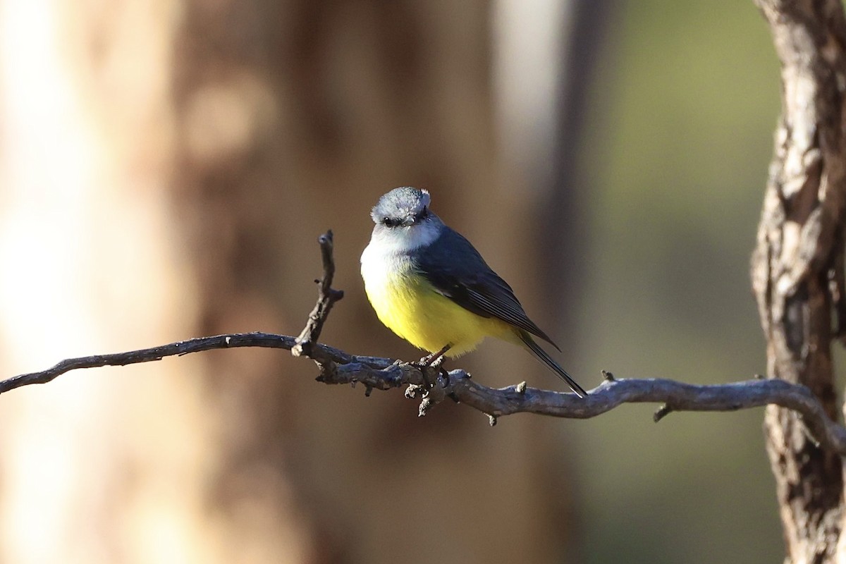 Western Yellow Robin - ML637490359