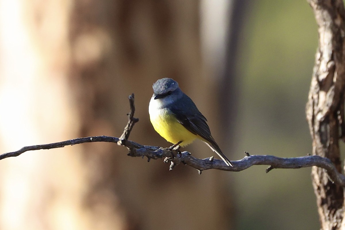 Western Yellow Robin - ML637490360