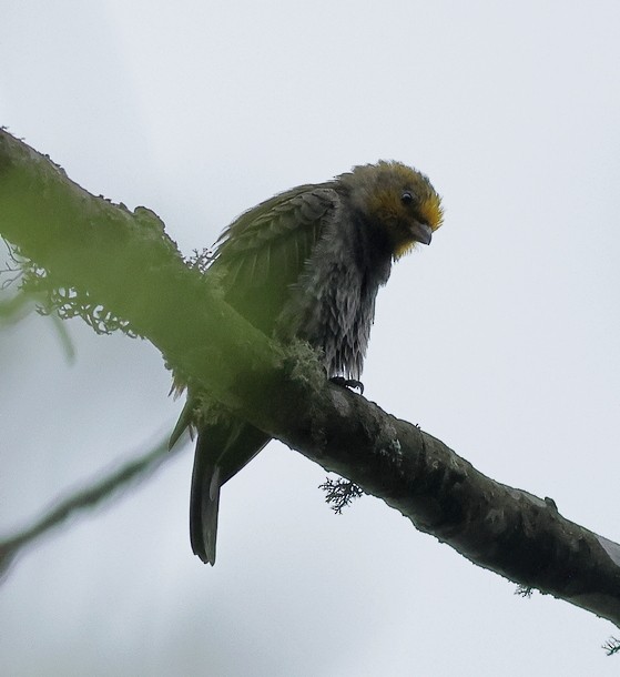 Yellow-rumped Honeyguide - ML637490361