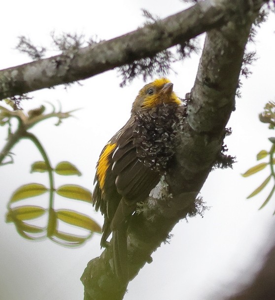 Yellow-rumped Honeyguide - ML637490362