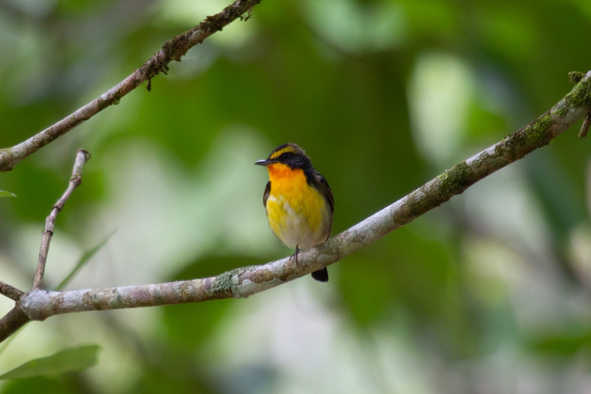 Narcissus Flycatcher - ML637490365