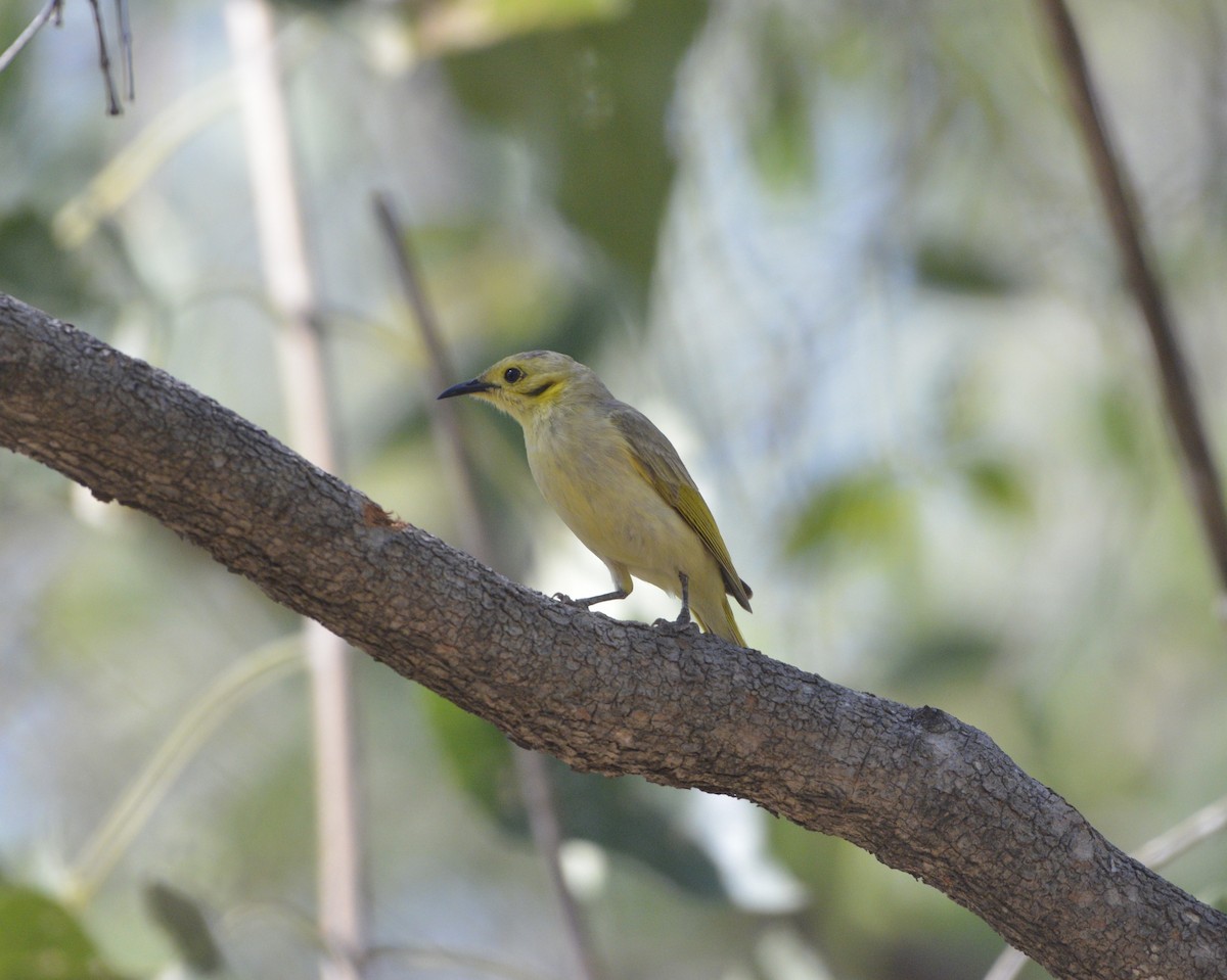 Yellow-tinted Honeyeater - ML637490401