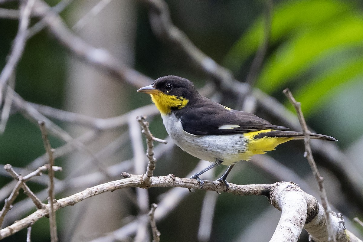Yellow-backed Tanager - ML637490428