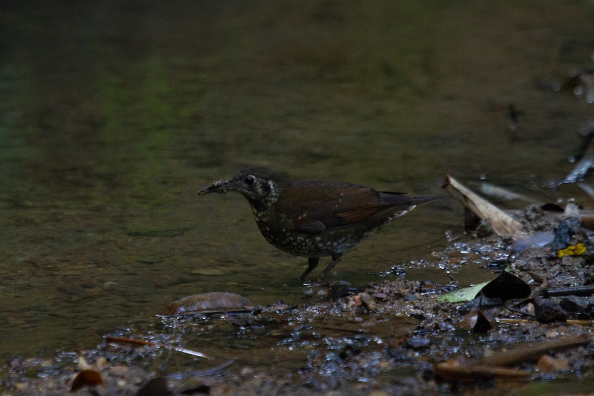 Dark-sided Thrush - ML637490438
