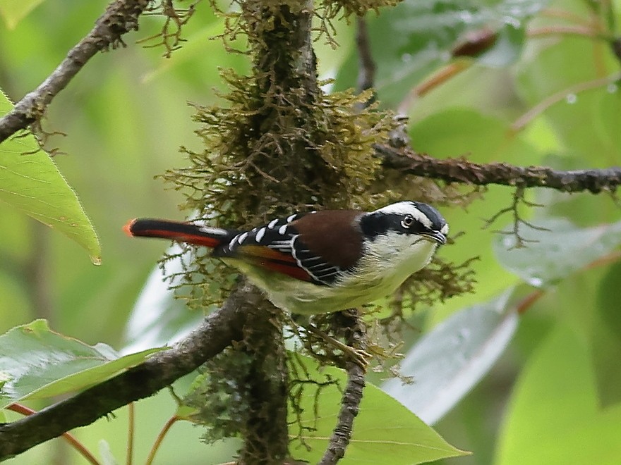 Red-tailed Minla - ML637490446