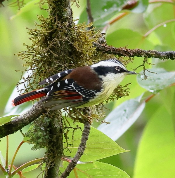 Red-tailed Minla - ML637490447