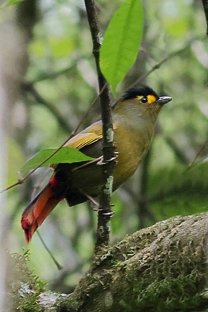 Bugun Liocichla - ML637490450