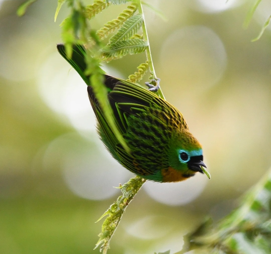 Brassy-breasted Tanager - ML637490451