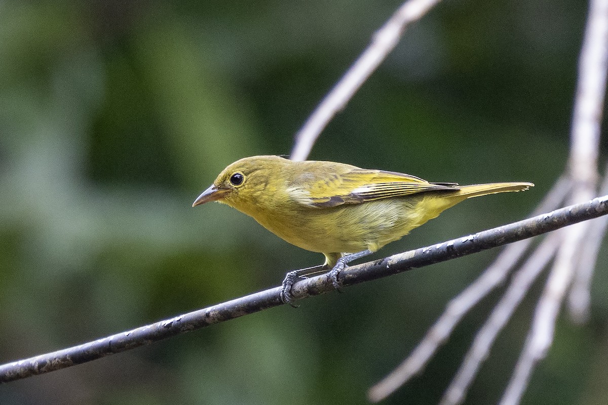 Yellow-backed Tanager - ML637490456