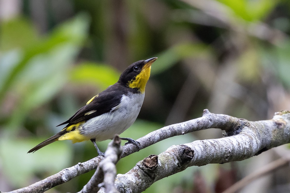 Yellow-backed Tanager - ML637490474