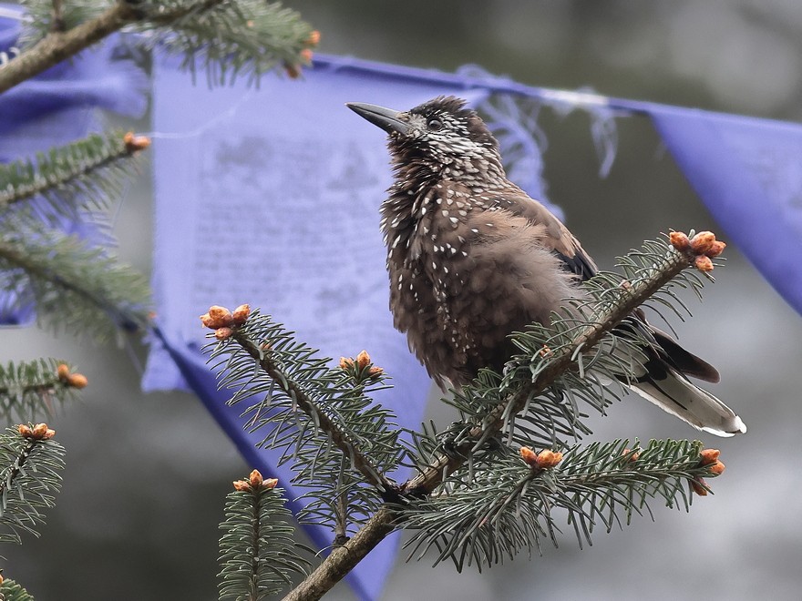 Southern Nutcracker - ML637490475