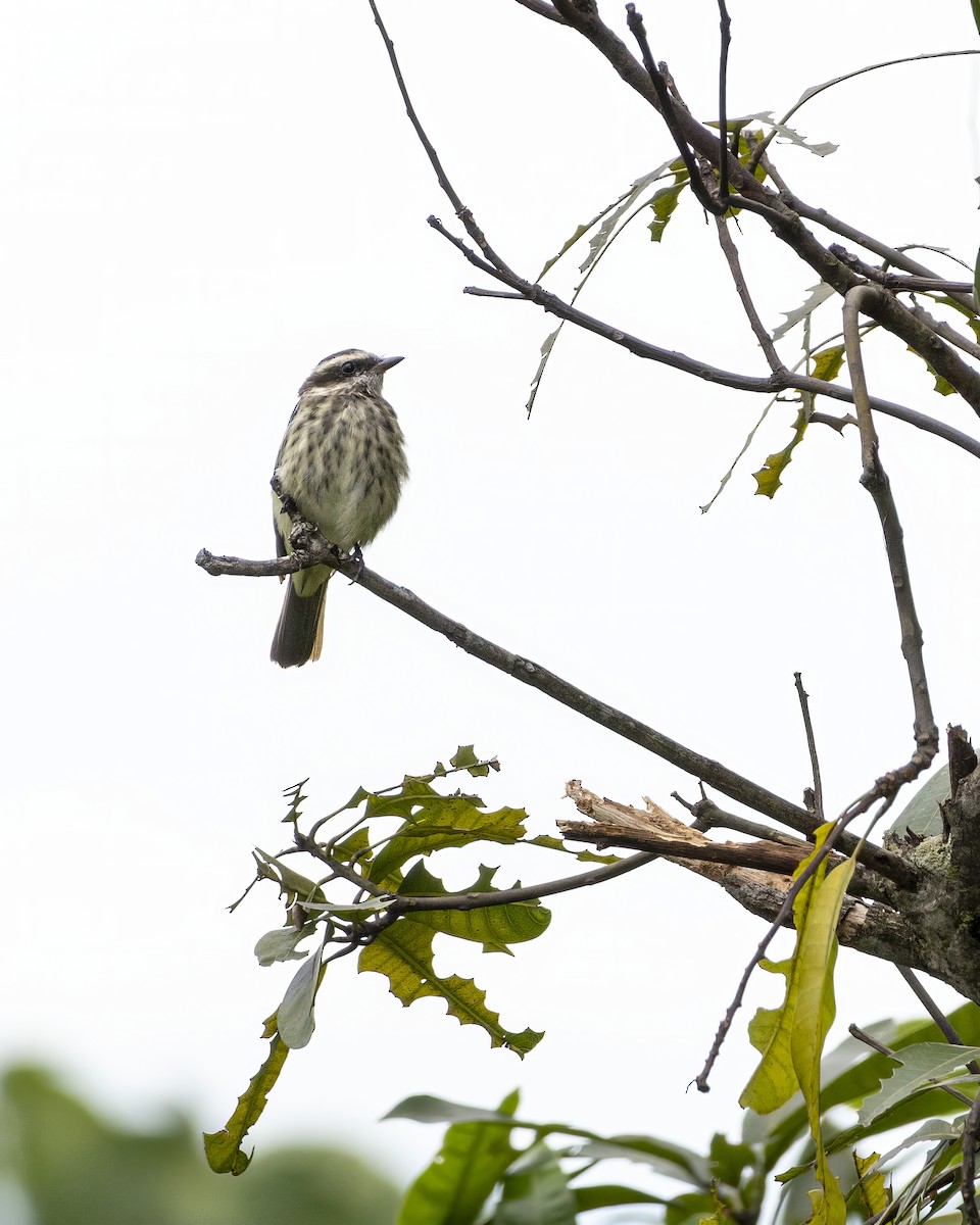Piratic Flycatcher - ML637490488