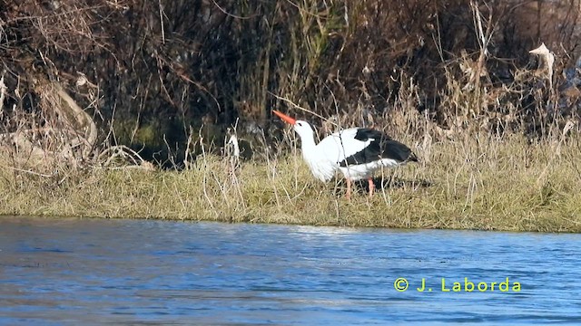 stork - ML637490492