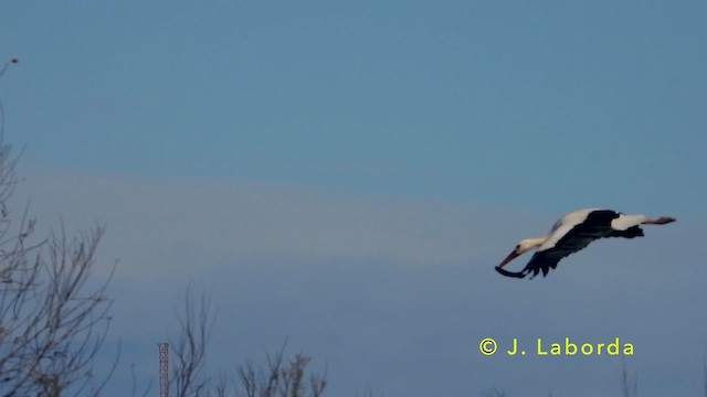 stork - ML637490493
