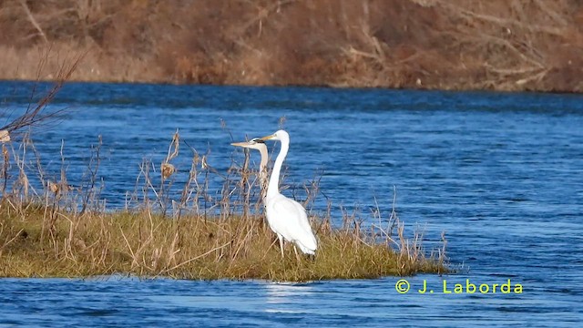 egretthegre - ML637490504