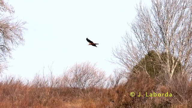 Western Marsh Harrier - ML637490518