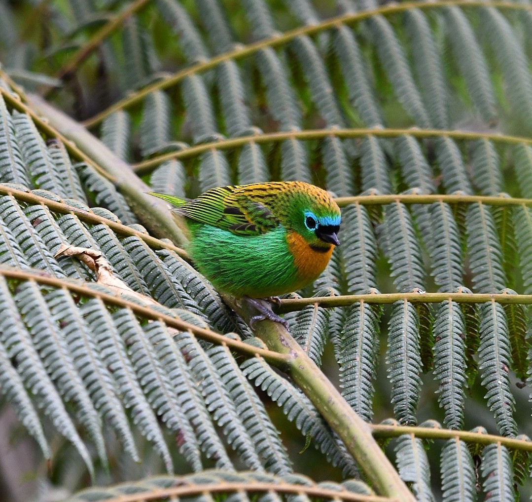 Brassy-breasted Tanager - ML637490563
