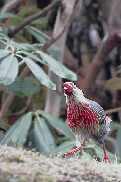 Blood Pheasant - ML637490591
