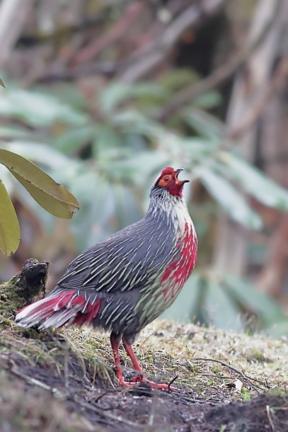 Blood Pheasant - ML637490592