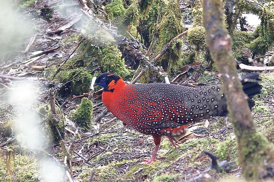 Satyr Tragopan - ML637490594