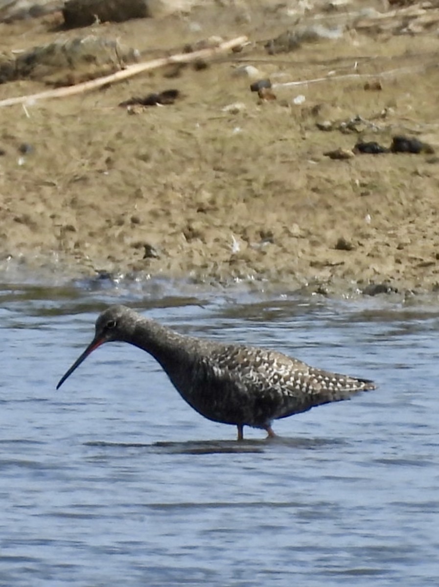 Spotted Redshank - ML637490601