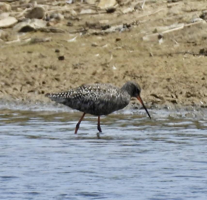 Spotted Redshank - ML637490602