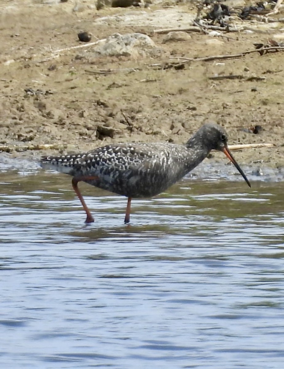 Spotted Redshank - ML637490604