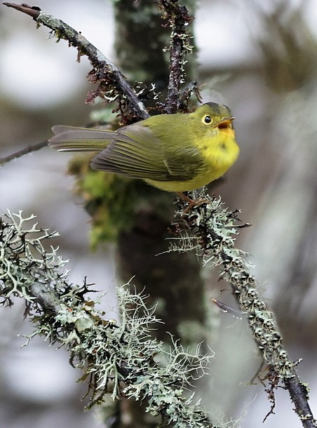Whistler's Warbler - ML637490606