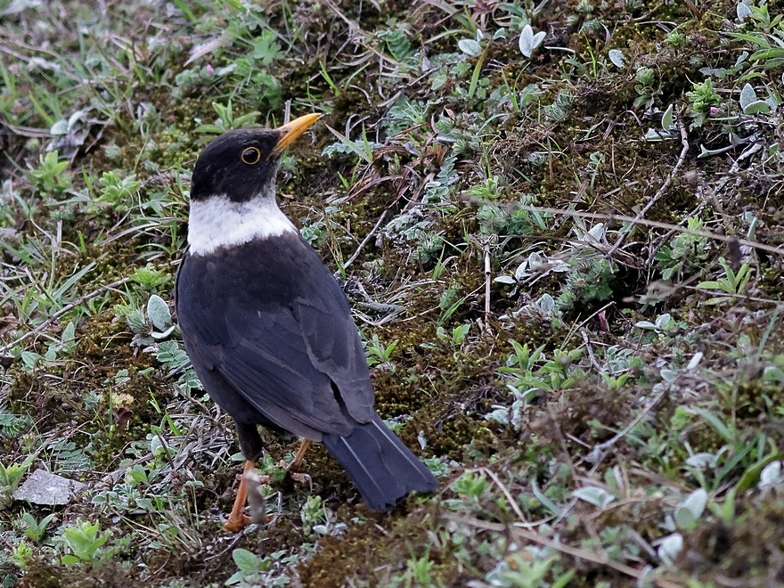 White-collared Blackbird - ML637490614
