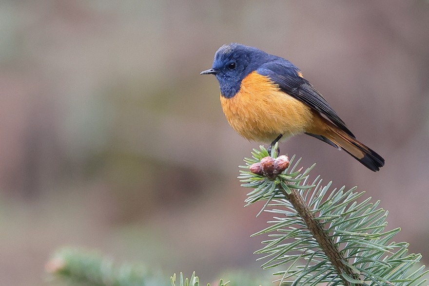 Blue-fronted Redstart - ML637490621