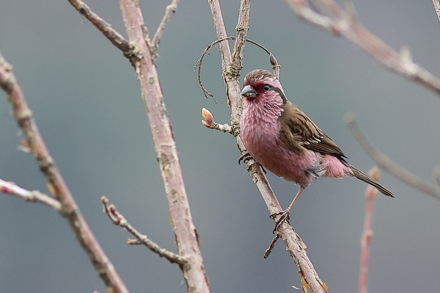 Himalayan White-browed Rosefinch - ML637490637