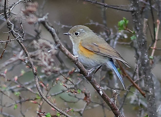Himalayan Bluetail - ML637490639