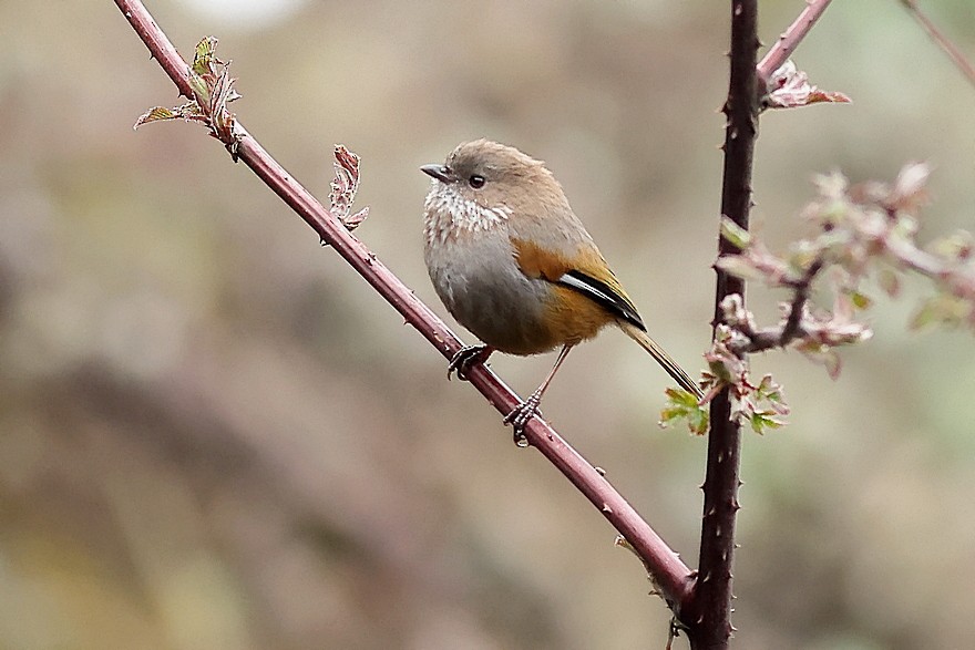 Brown-throated Fulvetta - ML637490646