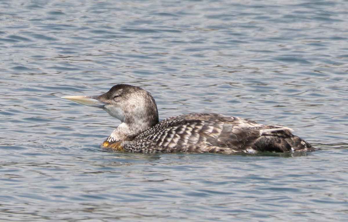 Yellow-billed Loon - ML637490684